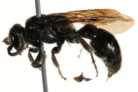 Image of tiphiid wasps