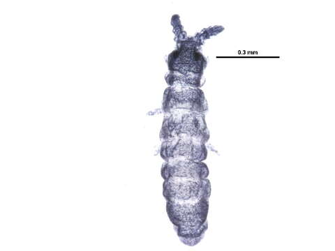 Image de Neanuroidea