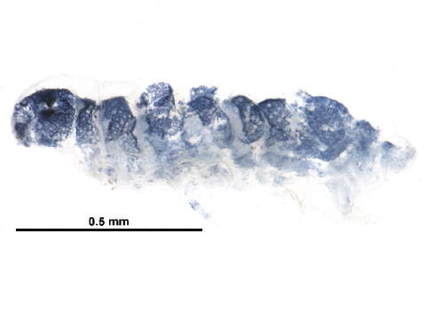 Image of Odontellidae