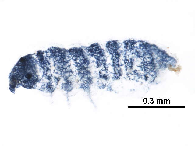 Image of Odontellidae