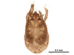 Image of Phenopelopoidea Petrunkevitch 1955