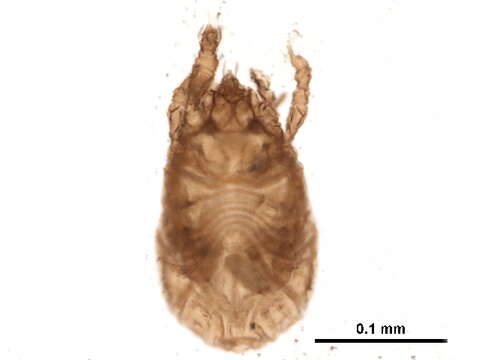 Imagem de Phenopelopoidea Petrunkevitch 1955