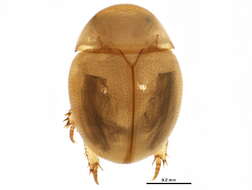 Image of Zeadolopus egenus (Le Conte & J. L. 1853)