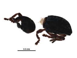 Image of Notiodes punctatus