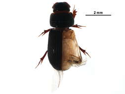 Image of Ataenius spretulus (Haldeman 1848)