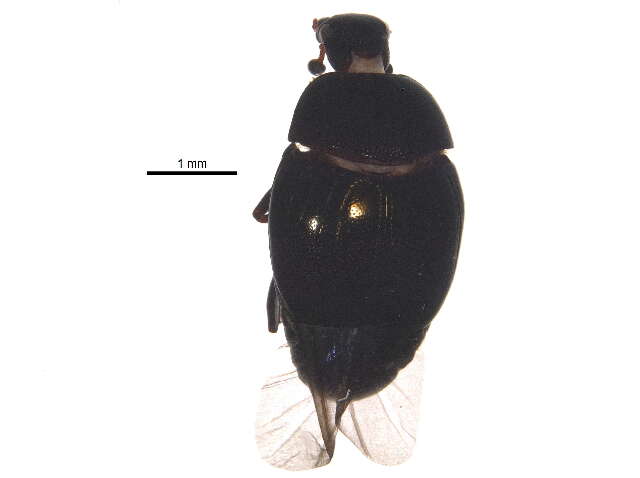 Image of Geomysaprinus (Priscosaprinus) moniliatus (Casey 1916)
