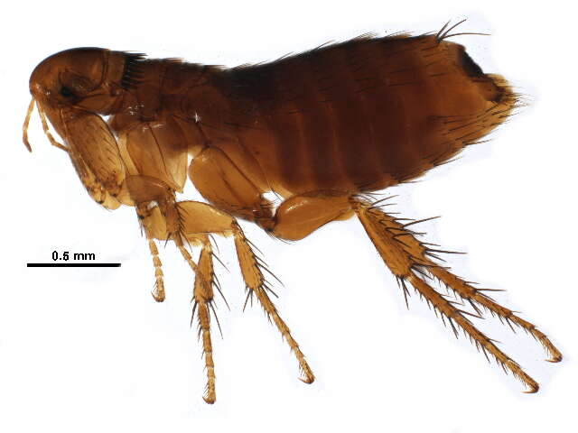 Image of Megabothris