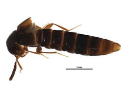 Aleocharinae resmi