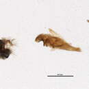 Sivun Oxyethira (Loxotrichia) parce (Edwards & Arnold 1961) kuva