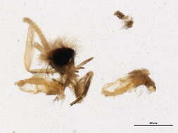 Oxyethira (Loxotrichia) tica Holzenthal & Harris 1992 resmi