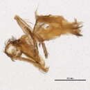 Image of Oxyethira (Loxotrichia) zilaba (Mosely 1939)