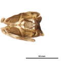 Image of Byrsopteryx tapanti Harris & Holzenthal 1994