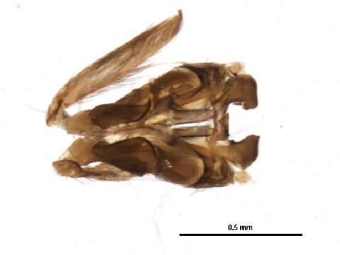 Image of Celaenotrichia