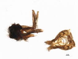 Image of Leucotrichia fairchildi Flint 1970