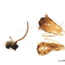 Image of Ochrotrichia panamensis Flint 1972