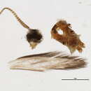 Image of Ceratotrichia flavicoma Flint ex Quintero & Aiello 1992