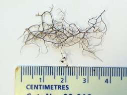 Image of horsehair lichen