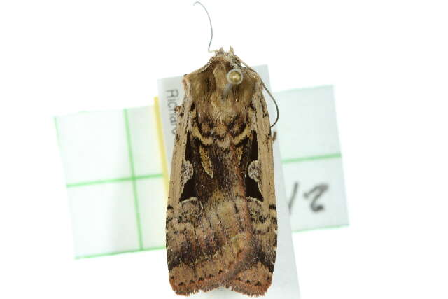 Image of <i>Parabagrotis sulinaris</i> Lafontaine