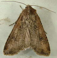 Image of pearly underwing