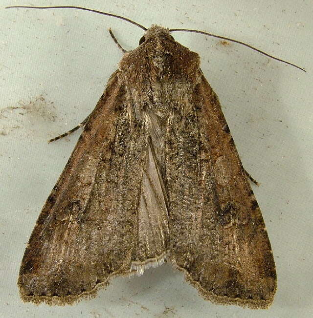 Image of pearly underwing