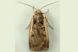 Image of <i>Parabagrotis sulinaris</i> Lafontaine