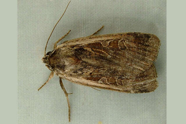 Image of <i>Parabagrotis sulinaris</i> Lafontaine