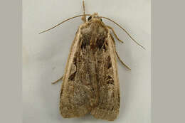 Image of <i>Parabagrotis sulinaris</i> Lafontaine