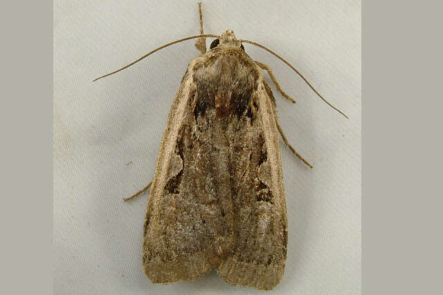 Image of <i>Parabagrotis sulinaris</i> Lafontaine