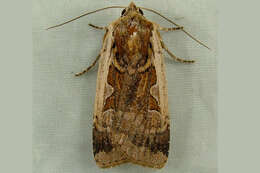 Image of <i>Parabagrotis sulinaris</i> Lafontaine