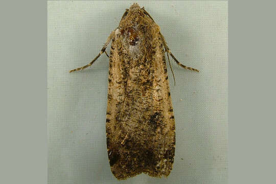 Слика од Peridroma saucia