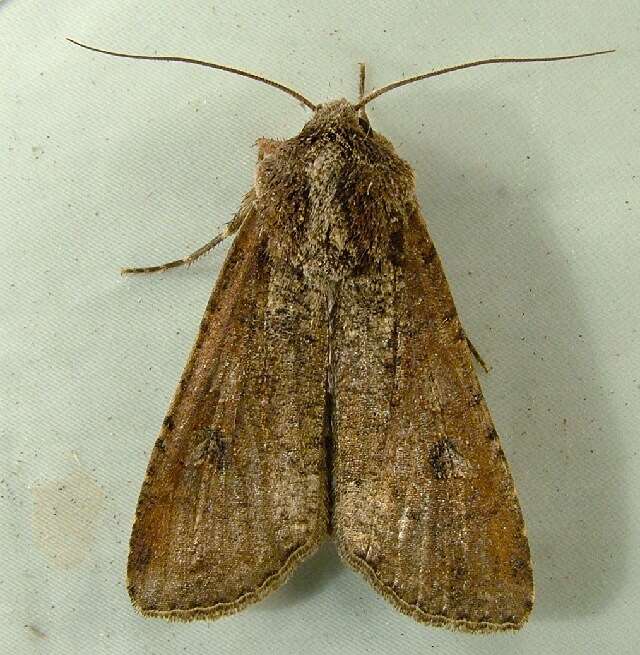 Image of pearly underwing