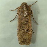 Image of pearly underwing