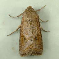 Image of Aster Cutworm