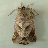 Clostera apicalis Walker 1855的圖片