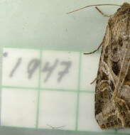 Image of Aster Cutworm