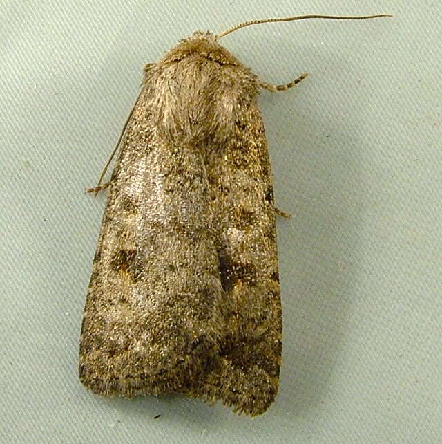 Image of The Mottled Rustic, Brungult Lövfly