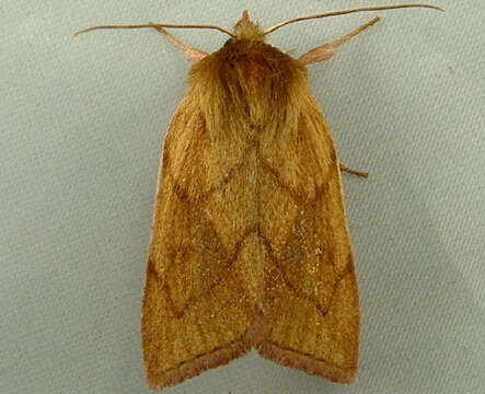 Image of V-lined Quaker Moth