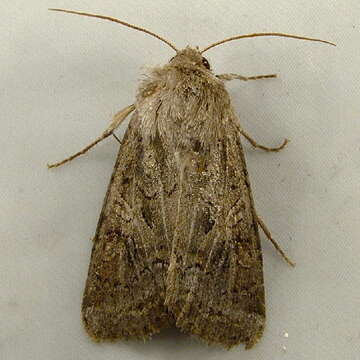 Image of Aster Cutworm