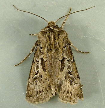 Image of Agrotis gravis Grote 1874