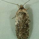 Image of Agonopterix oregonensis Clarke 1941