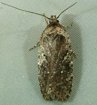 Image of Agonopterix oregonensis Clarke 1941