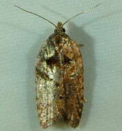 Image of Acleris hastiana Linnaeus 1758