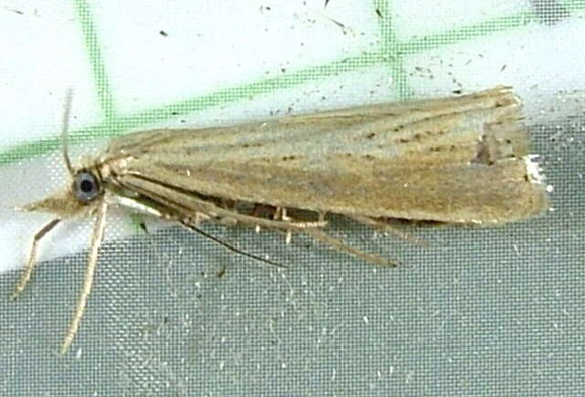 صورة Agriphila straminella