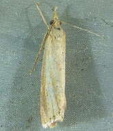 صورة Agriphila straminella