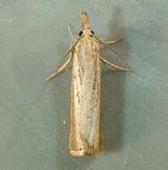 صورة Agriphila straminella