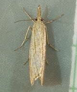 صورة Agriphila straminella