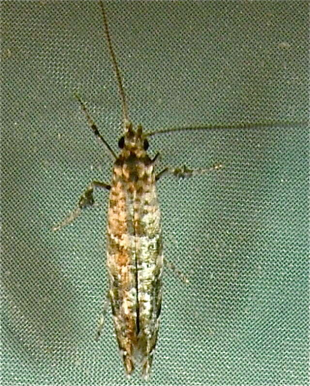 Image of privet leaf miner