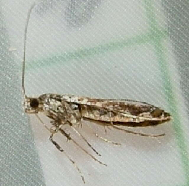 Image of privet leaf miner