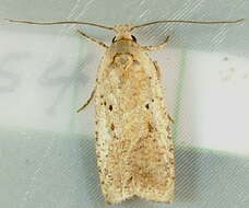 Image of Grass leafminer moth