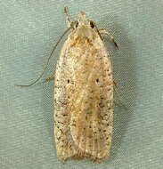 Image of Grass leafminer moth